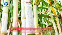 中国农资秀 (2025-10-03)