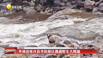 外地游客洋县华阳景区偶遇野生大熊猫