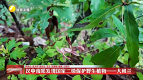 汉中南郑发现国家二级保护野生植物——大根兰
