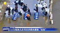 65万尾鱼儿在引汉济渭水源地“安家”