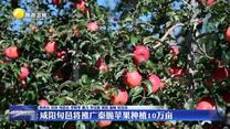 咸阳旬邑将推广秦脆苹果种植10万亩