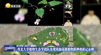 西北大学植物生态学团队发现凤仙花属植物新种和新记录种