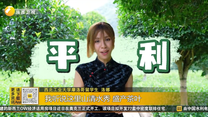 摩洛哥留学生在青山绿水之间感受“一片茶叶”的魅力
