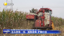 直击秋收一线：雨歇抢收  护粮归仓