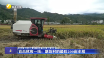 直击秋收一线：塘坊村的最后200亩水稻