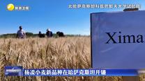 杨凌小麦新品种在哈萨克斯坦开镰