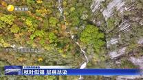 【大美陕西新画卷】秋叶似锦 层林尽染