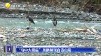 “鸟中大熊猫”黑鹳频现商洛山阳