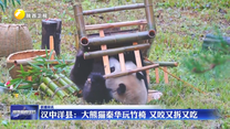 漢中洋縣：大熊貓秦華玩竹椅 又咬又拆又吃