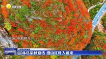 【大美陜西新畫卷】層林盡染秋意濃 漫山紅葉入畫來