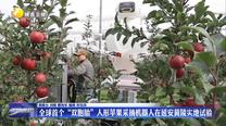 全球首個“雙胞胎”人形蘋果采摘機(jī)器人在延安黃陵實地試驗