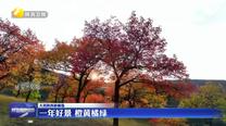 【大美陜西新畫卷】一年好景 橙黃橘綠