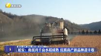 延安：南泥灣千畝水稻成熟 優(yōu)質高產新品種迎豐收
