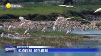 【大美陕西新画卷】水清岸绿 候鸟翩跹