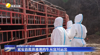 延安首批供港澳肉牛从宜川运出