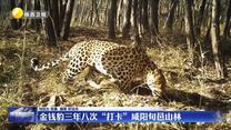 金钱豹三年八次“打卡”咸阳旬邑山林