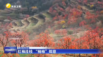 【大美陕西新画卷】红柿挂枝 “柿柿”如意