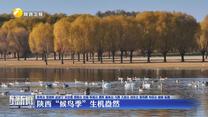 陕西“候鸟季”生机盎然