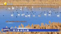 【大美陕西新画卷】三秦大地 候鸟云集