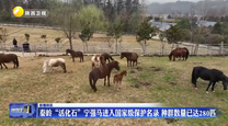 秦岭“活化石”宁强马进入国家级保护名录 种群数量已达280匹