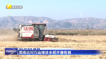 渭南洽川万亩滩涂水稻开镰收割
