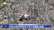 陕西长青自然保护区工作人员偶遇大熊猫