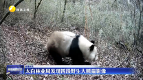 太白林业局发现四段野生大熊猫影像