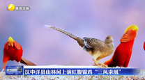 汉中洋县山林间上演红腹锦鸡“三凤求凰”