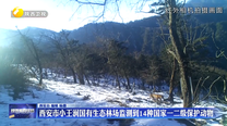 西安市小王涧国有生态林场监测到14种国家一二级保护动物