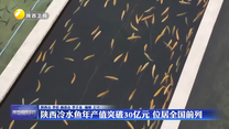 陕西冷水鱼年产值突破30亿元 位居全国前列
