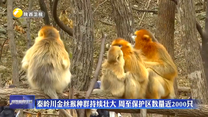 秦岭川金丝猴种群持续壮大 周至保护区数量近2000只