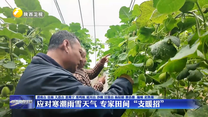 应对寒潮雨雪天气 专家田间“支暖招”