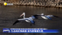 生态向好焕新颜  候鸟群集展生机