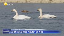 汉中湑水河迎来“稀客”小天鹅