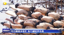 冬日藕塘采收忙 朱鹮翩跹伴农桑