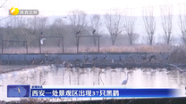 西安一处景观区出现37只黑鹳