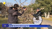 西安植物园梅花提早绽放