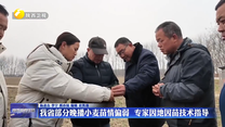 我省部分晚播小麦苗情偏弱 专家因地因苗技术指导