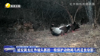 延安黄龙红外镜头抓拍一级保护动物褐马鸡觅食身影
