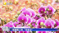 【记者观察】一株蝴蝶兰的“变身记”