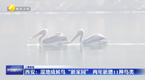 【三秦纵横】西安：湿地成候鸟“新家园” 两年新增11种鸟类