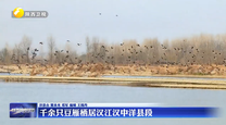 千余只豆雁栖居汉江汉中洋县段