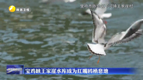 宝鸡峡王家崖水库成为红嘴鸥栖息地