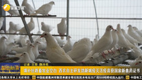 填补丝路畜牧业空白 西农自主研发鸽新城疫灭活疫苗获国家新兽药证书