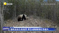 秦岭深处生机盎然 野生动物频现红外镜头
