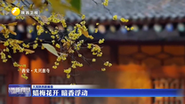 【大美陕西新画卷】蜡梅花开 暗香浮动