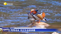 鸳鸯戏水 冬日生态添浪漫
