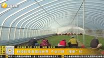 杨凌科技育苗闯世界 产业兴旺“接单”忙