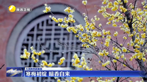 【大美陕西新画卷】寒梅初绽 暗香自来