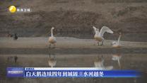 白天鹅连续四年到城固湑水河越冬